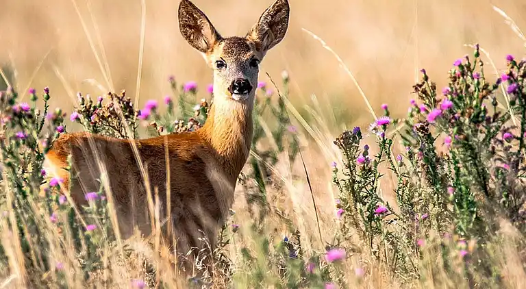 Vakantiehuis in Ronneby NV