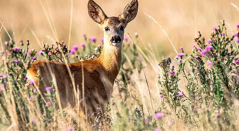 Holiday home in Tranemo V