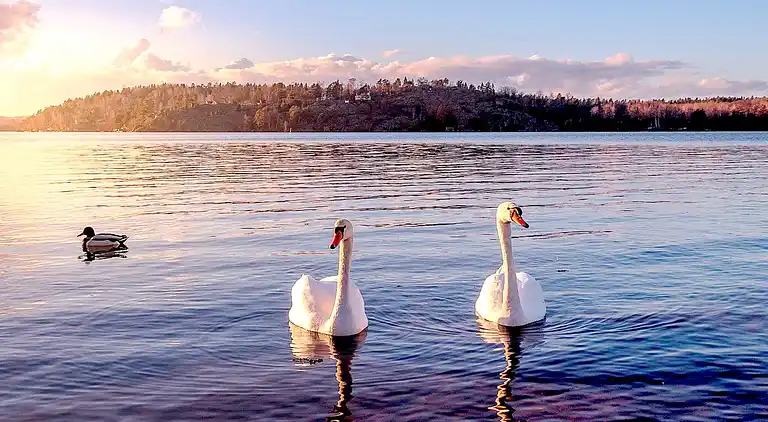 Semesterbostad i Enköping S