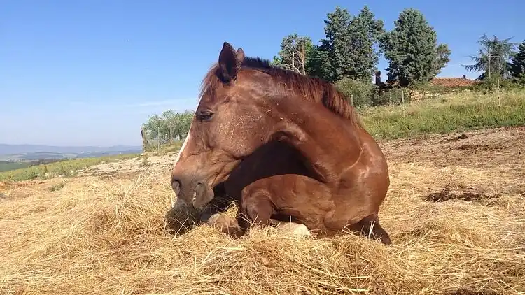 Gårdshus i San Giovanni d'Asso