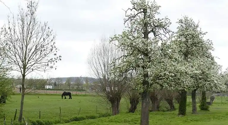 Apartment in Eijsden