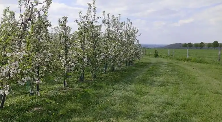 Apartment in Eijsden