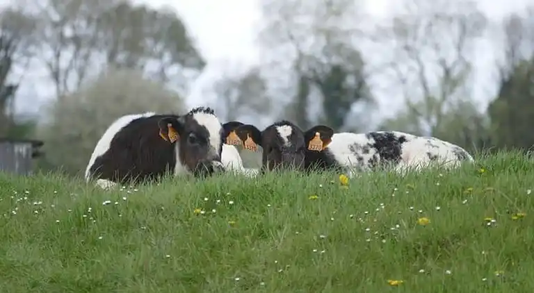 Apartment in Eijsden