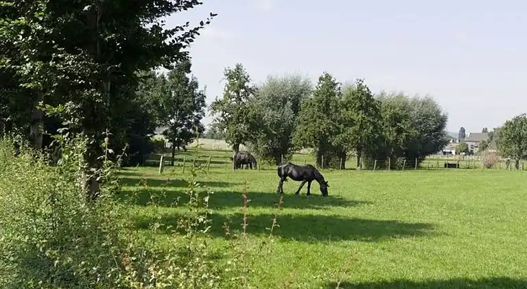 Apartment in Eijsden