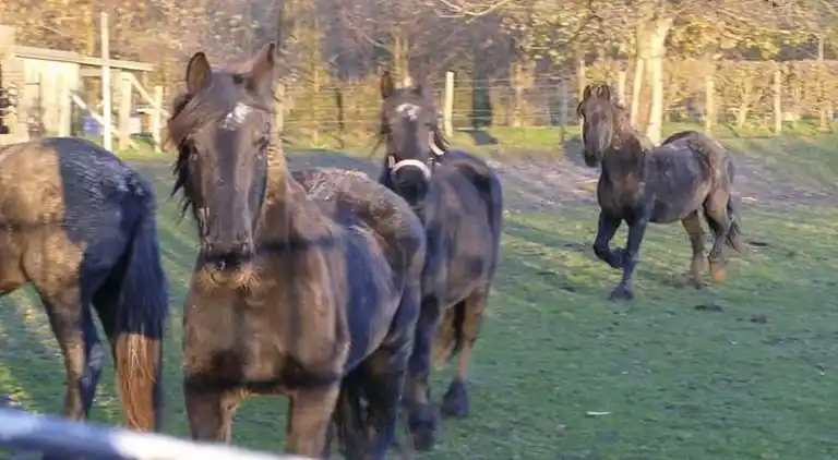 Apartment in Eijsden