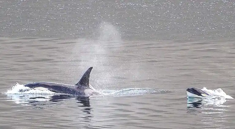 Holiday home in Kysnesstranda