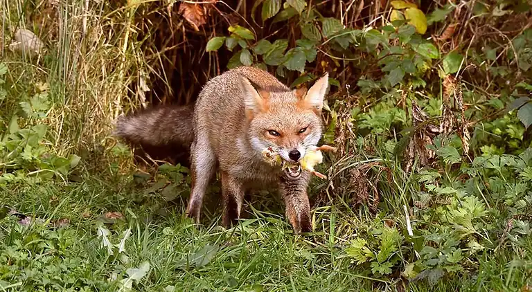 Ferienhaus in Lemele