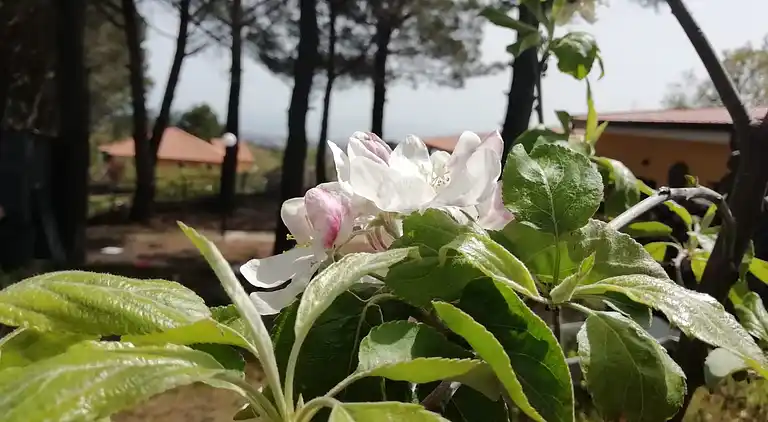 Bed & Breakfast en Nicolosi