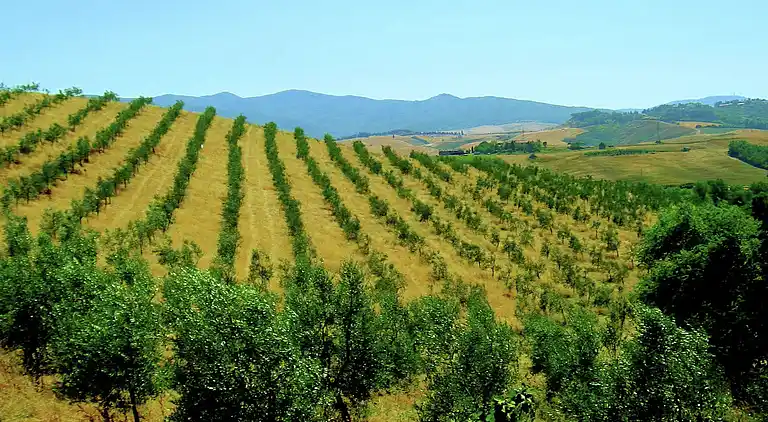 Farm house in Peccioli