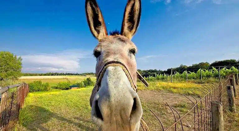 Hytte i Terranuova Bracciolini