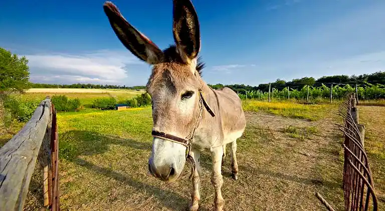 Hytte i Terranuova Bracciolini