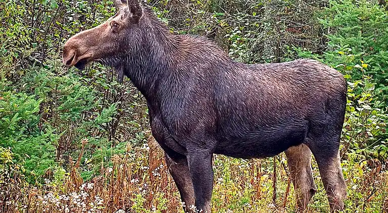 Sommerhus i Varberg S