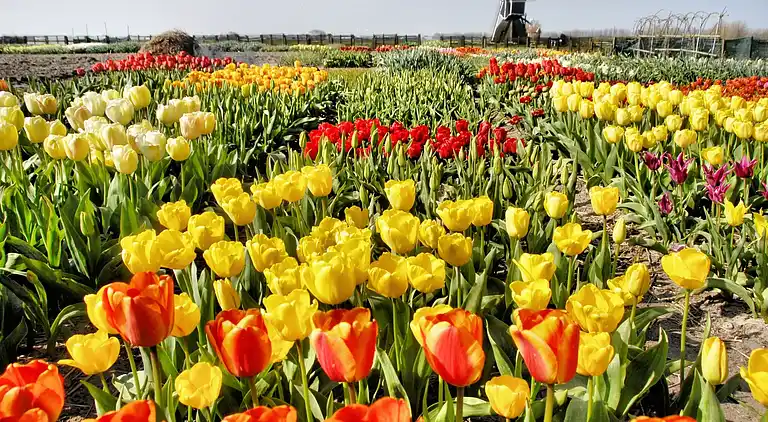 Holiday home in South Holland