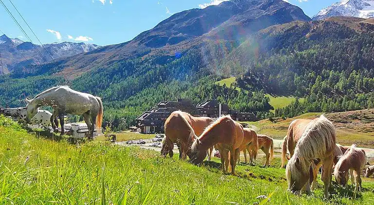 Apartment in Kurzras