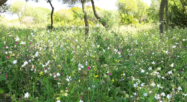 La Quinta de Maria Luisa