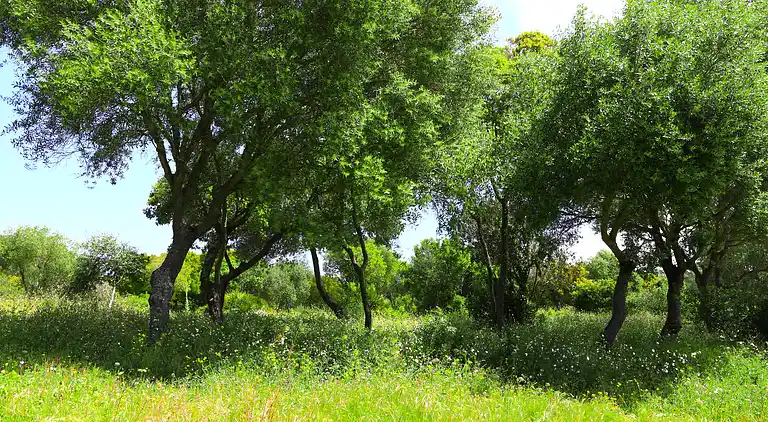 La Quinta de Maria Luisa