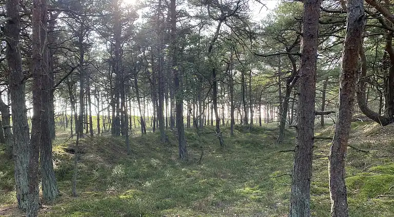 Naturskønt sommerhus nær skov og strand