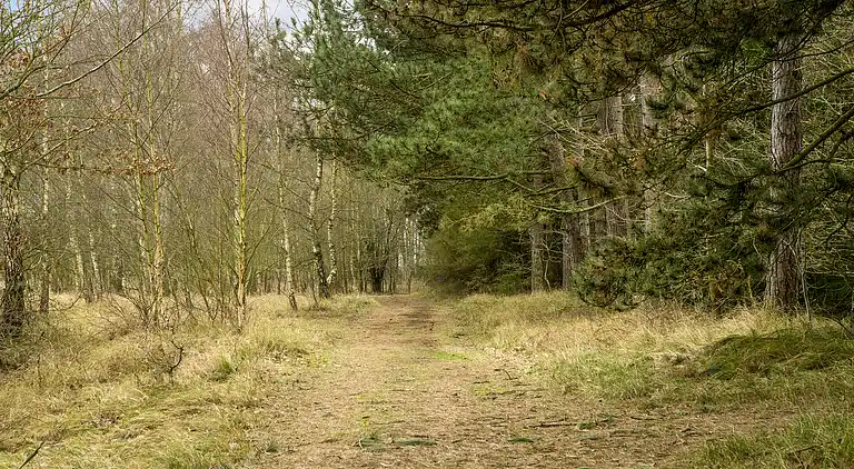 Dejligt sommerhus midt i skoven, tæt på vandet