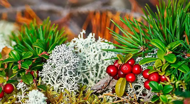Sommerhus i Töreboda NO