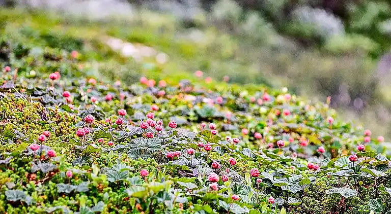 Sommerhus i Töreboda NO