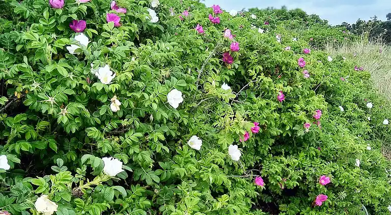 Holiday home in Øster Hurup