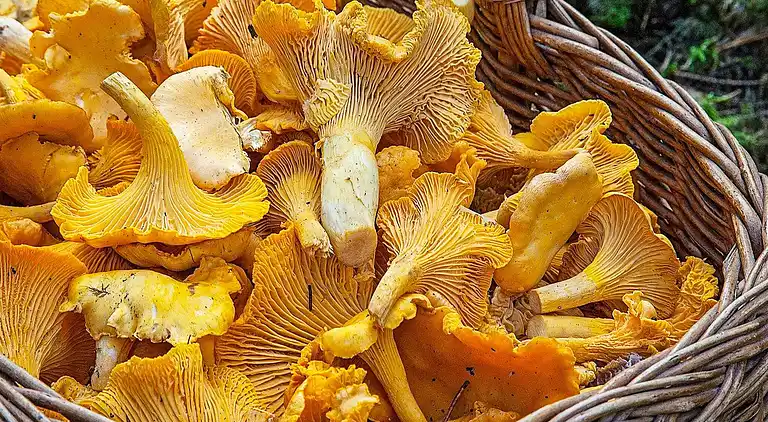 Semesterbostad i Kungsbacka