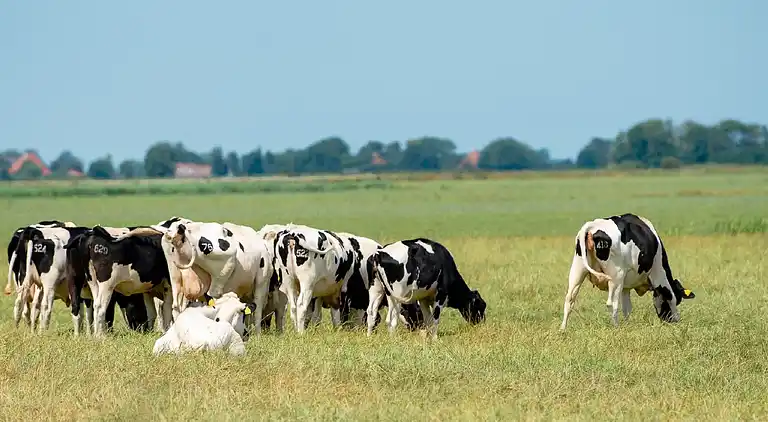 Ferienhaus in Terherne