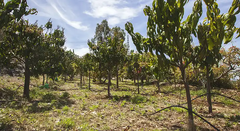 Holiday Home. El Palomar Azul. Pool and sea view