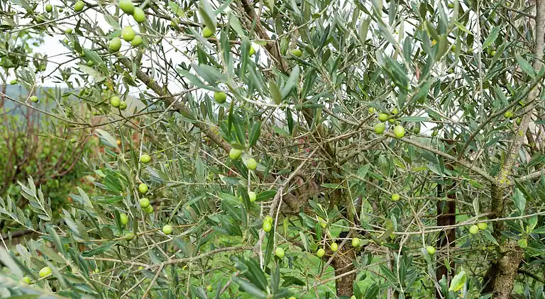 Gårdhus i Passignano sul Trasimeno