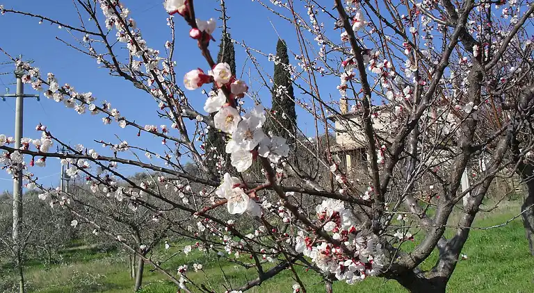 Gårdhus i Villa del Marchese