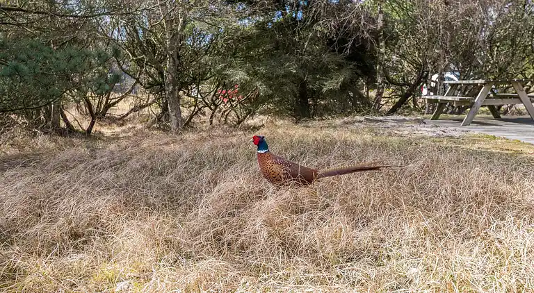 Sommerhus ved Rindby Strand