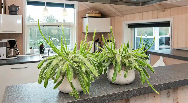 Holiday home in Bork Havn