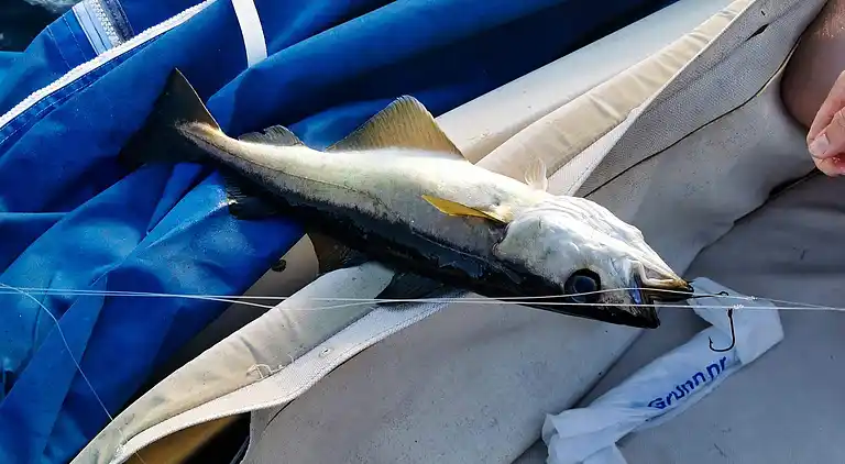 Semesterbostad i Bamble