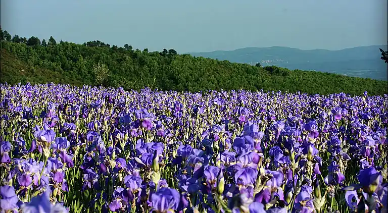 Farm house in Pulicciano