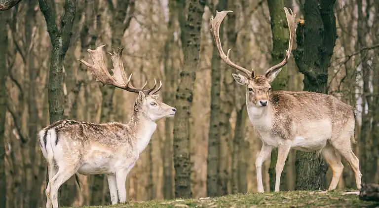 Vakantiehuis in Noordwijkerhout