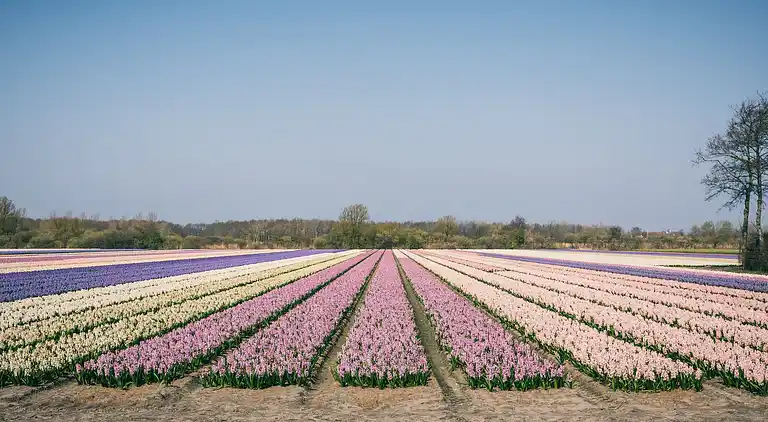 Vakantiehuis in Noordwijkerhout