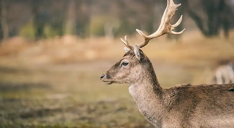 Vakantiehuis in Noordwijkerhout