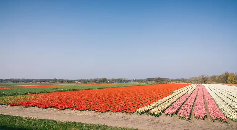 Vakantiehuis in Noordwijkerhout