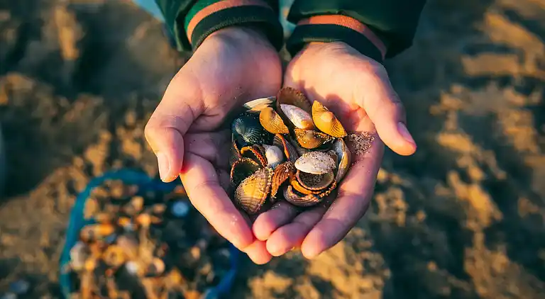 Bungalow in Cadzand-Bad