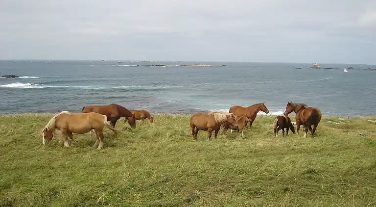 Ferienhaus in Lanildut