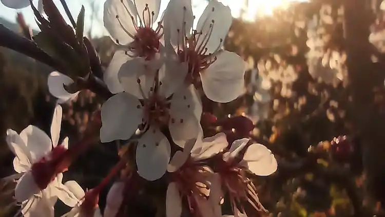 Mansione in Can Palau