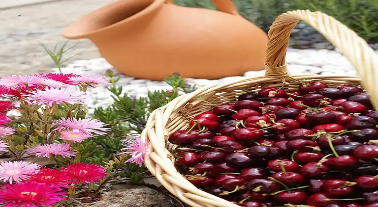 Sommerhus i Alpedrinha