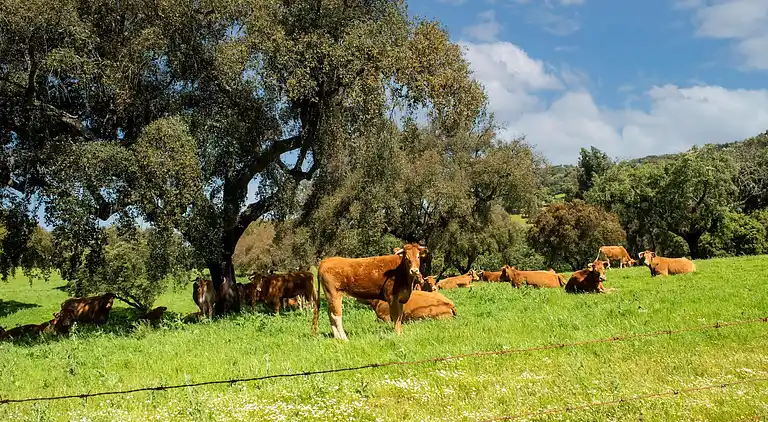 Farm house in São Sebastião da Giesteira