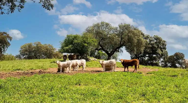 Farm house in São Sebastião da Giesteira