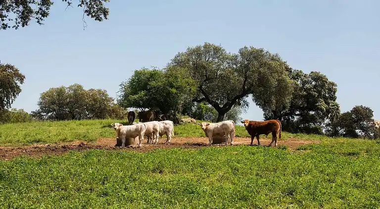 Farm house in São Sebastião da Giesteira