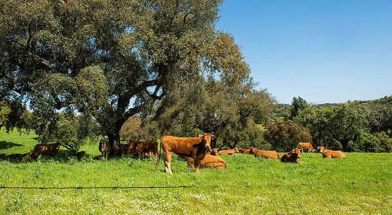 Manor house in São Sebastião da Giesteira