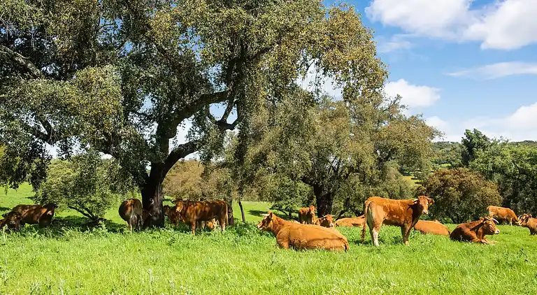 Manor house in São Sebastião da Giesteira