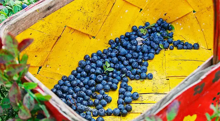 Sommerhus i Malung NV