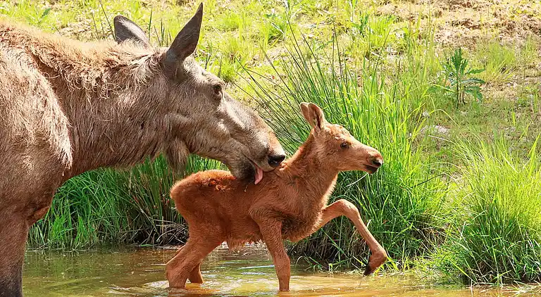 Sommerhus i Malung NV