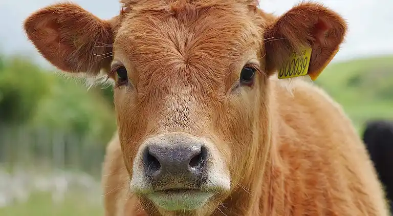 Feriebolig i Kungälv